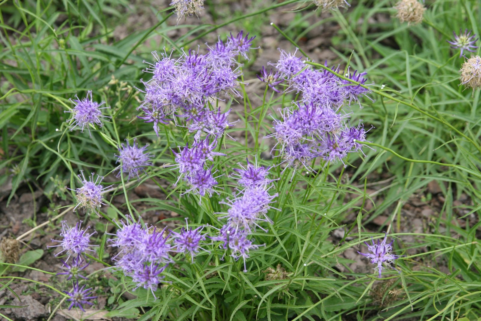 Phyteuma scheuchzeri