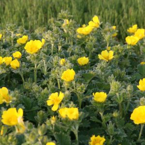 Potentilla megalantha