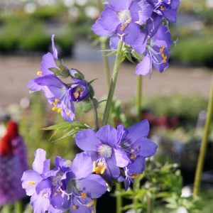Polemonium caeruleum