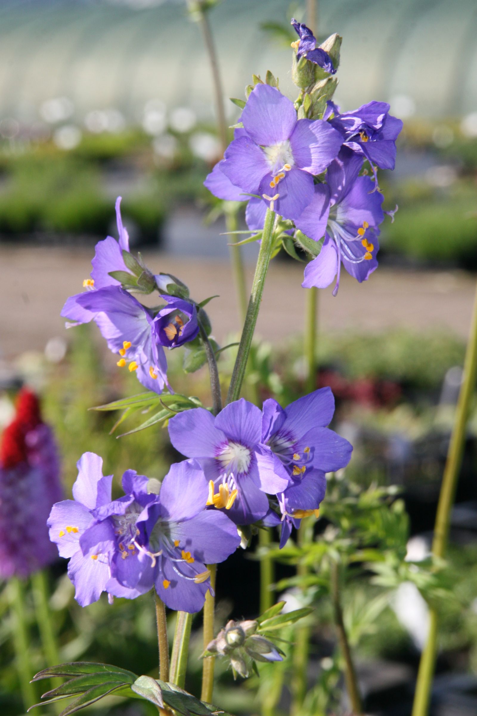 Polemonium caeruleum