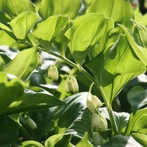 Polygonatum hirtum 'Waldzwerg'