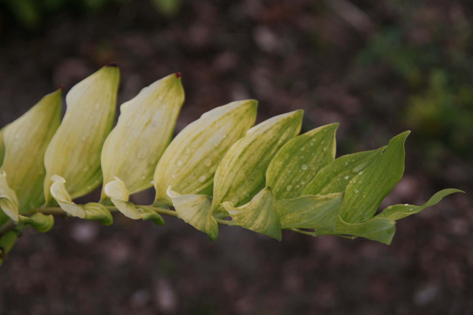 Polygonatum odoratum var. 'Aureum'