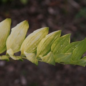 Polygonatum odoratum var.'Aureum'