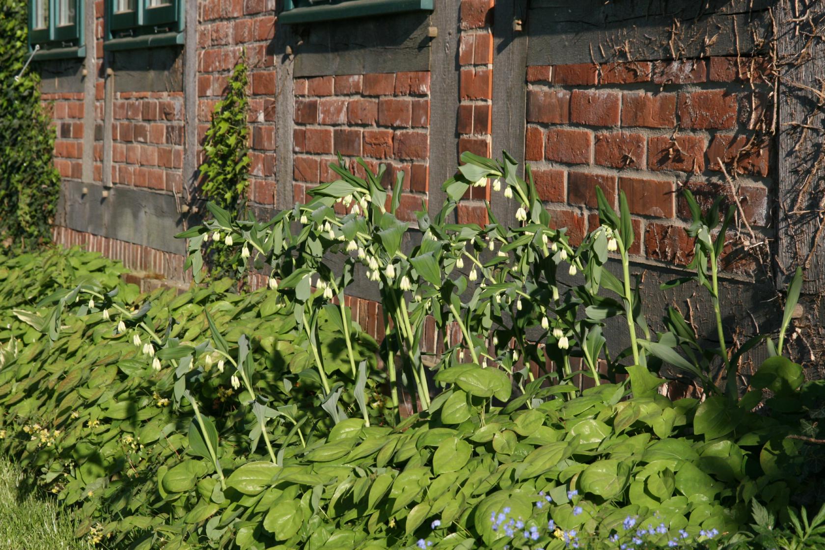 Polygonatum commutatum (-biflorum)