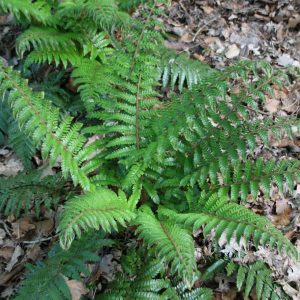Polystichum polyblepharum