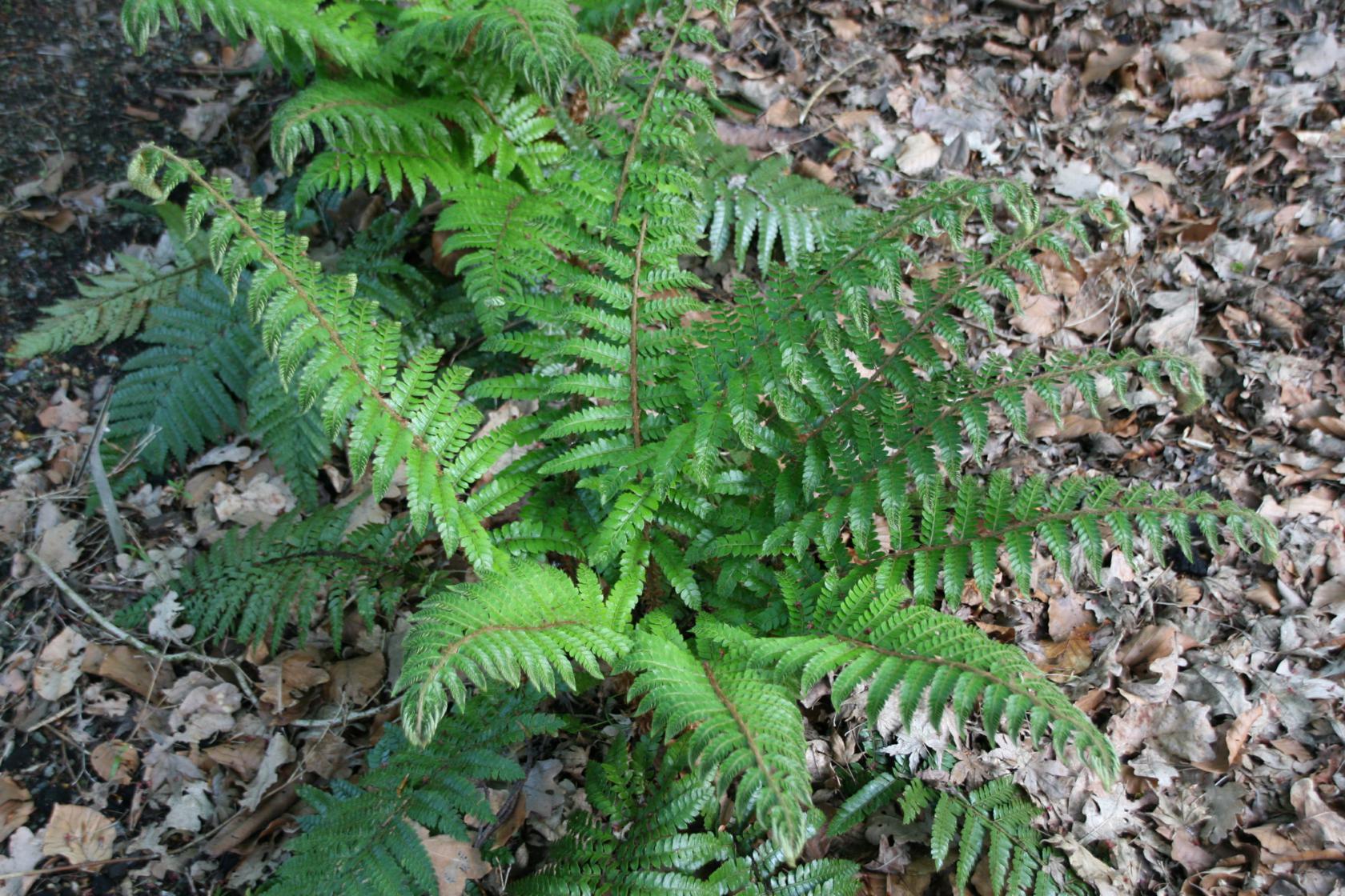 Polystichum polyblepharum