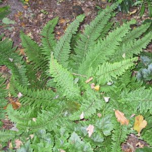 Polystichum setiferum 'Plumosum Densum'