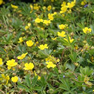Potentilla neumanniana