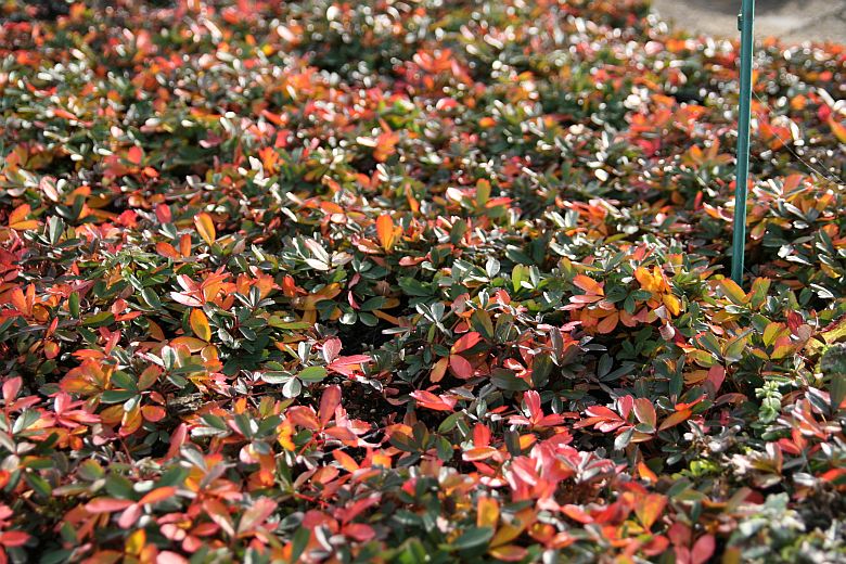 Potentilla tridentata 'Nuuk'