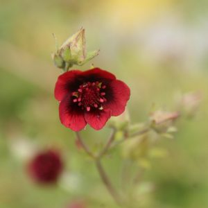 Potentilla thurberi 'Monarch's Velvet'