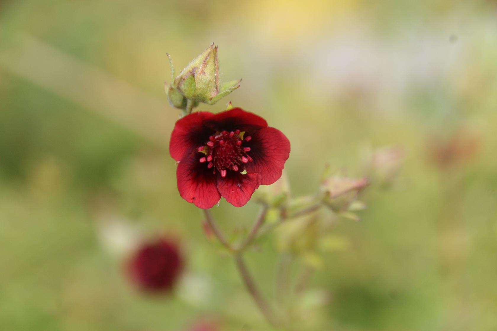 Potentilla thurberi 'Monarch's Velvet'