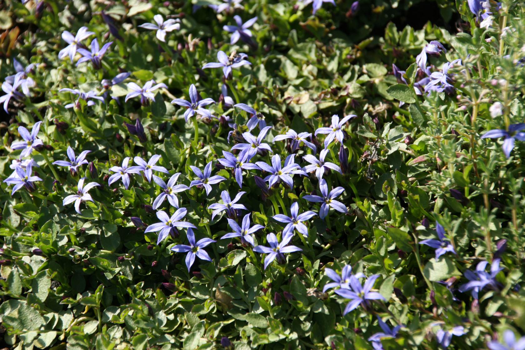 Pratia pedunculata 'Dark Blue' (Isotoma)