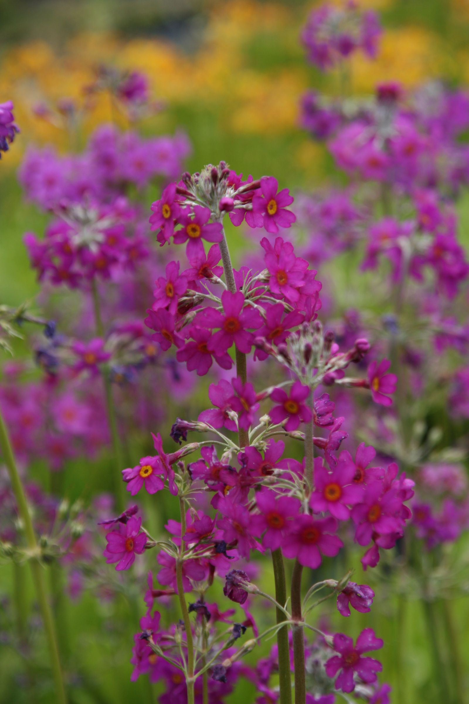 Primula beesiana