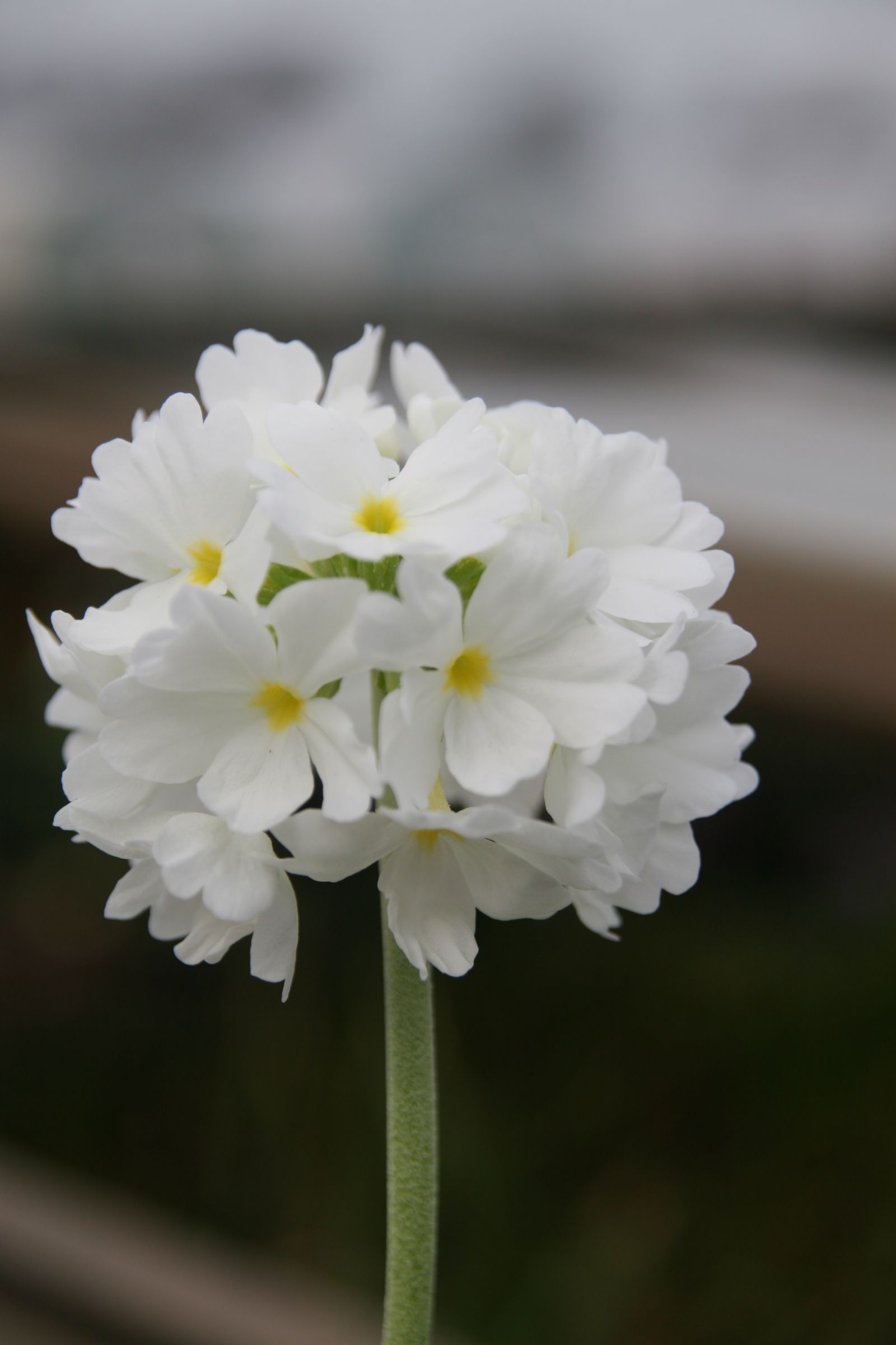 Primula denticulata 'Alba'