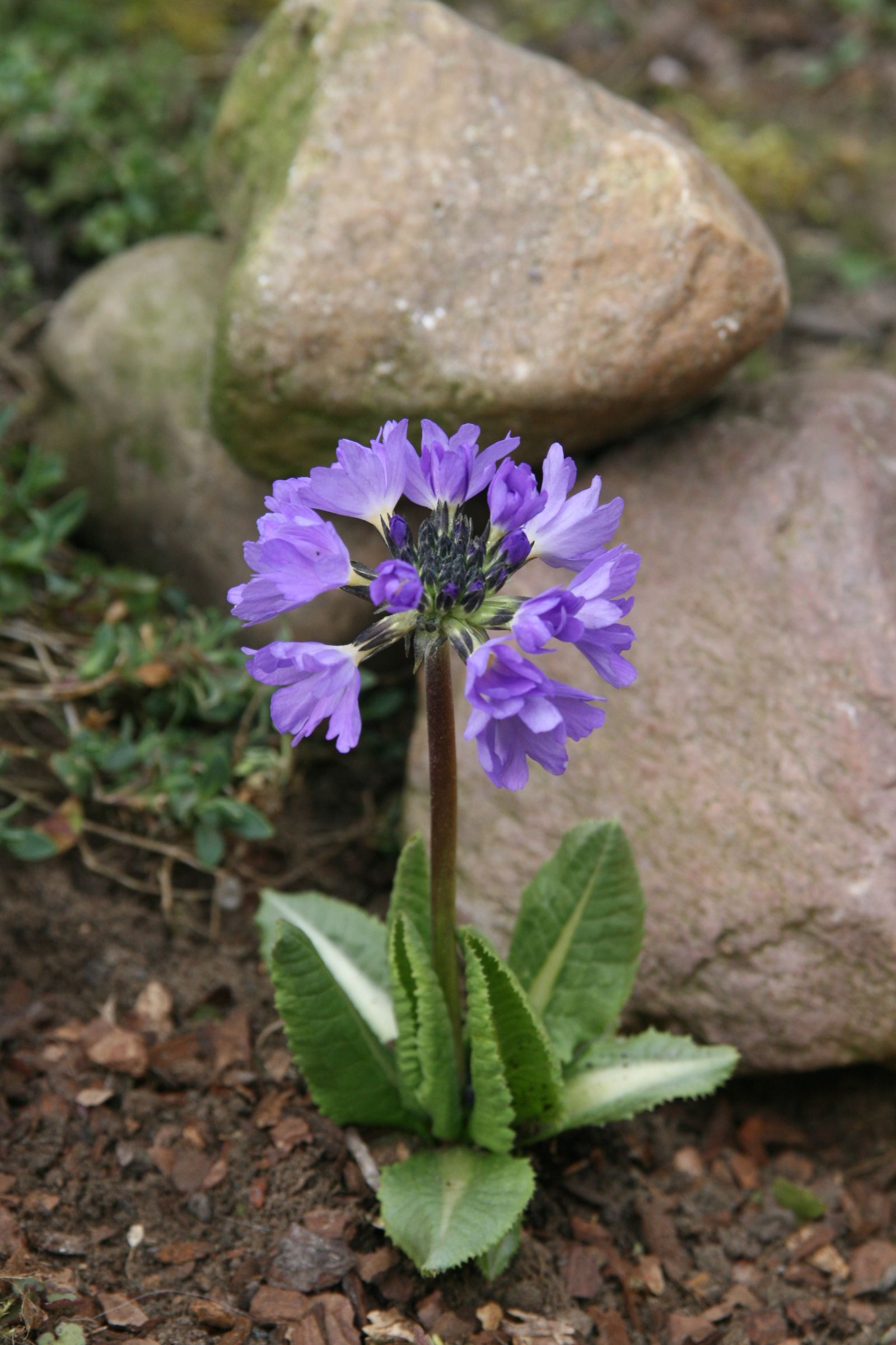 Primula denticulata