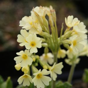 Primula elatior  - Wildform