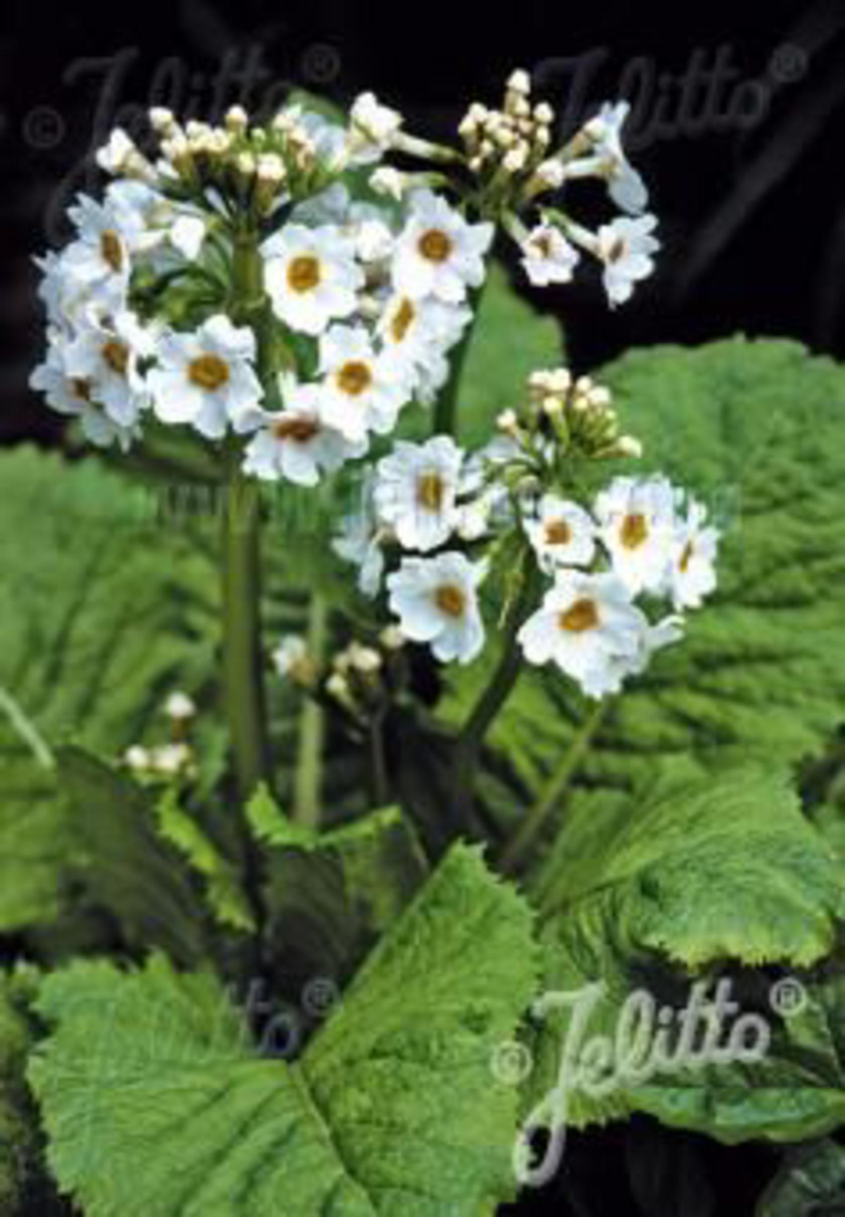 Primula japonica 'Alba'