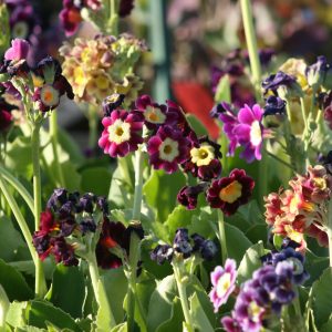 Primula x pubescens (- auricula Hort.)