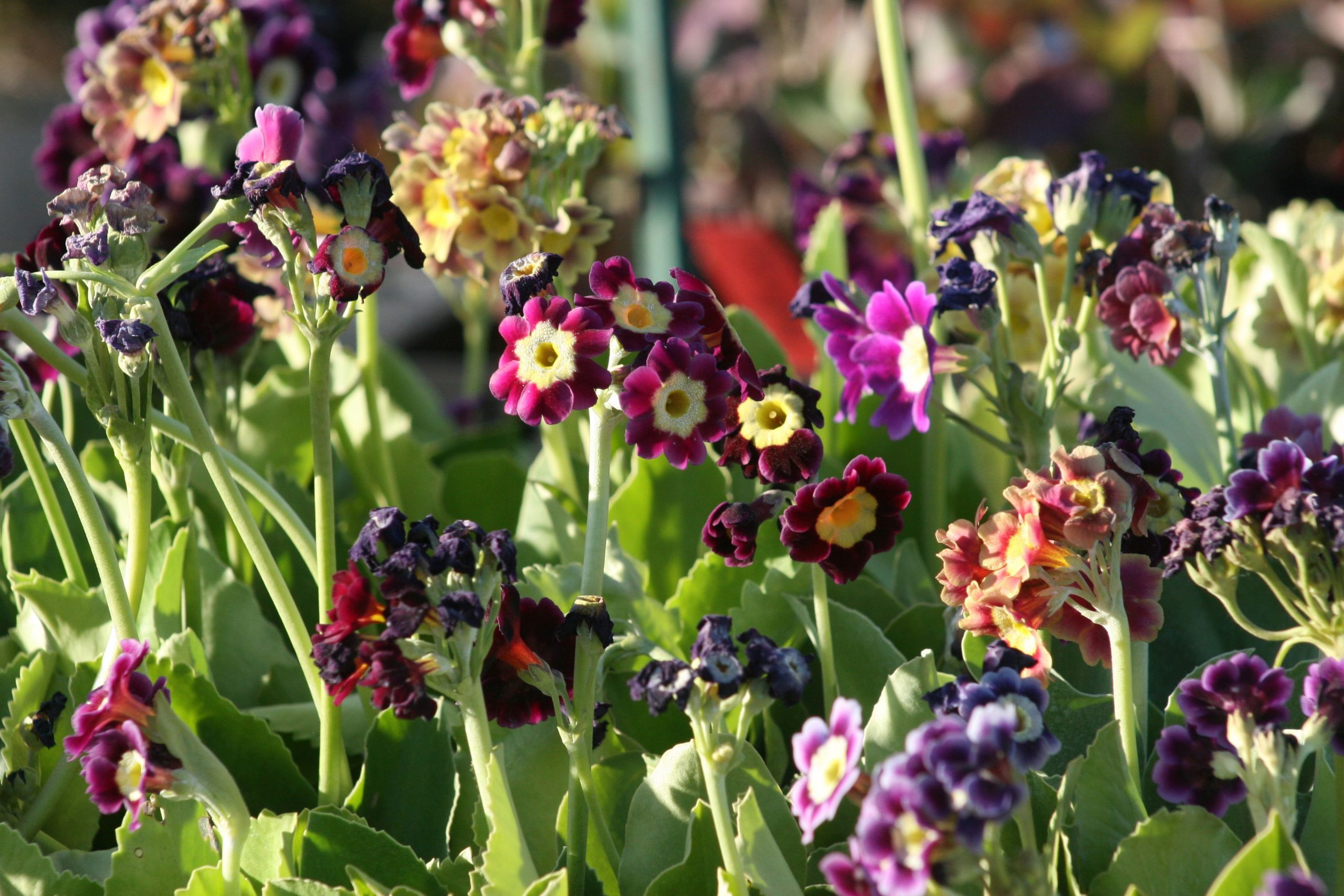 Primula x pubescens (- auricula Hort.)