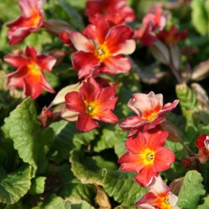 Primula x pruhoniciana 'Wanda Tomato Red'