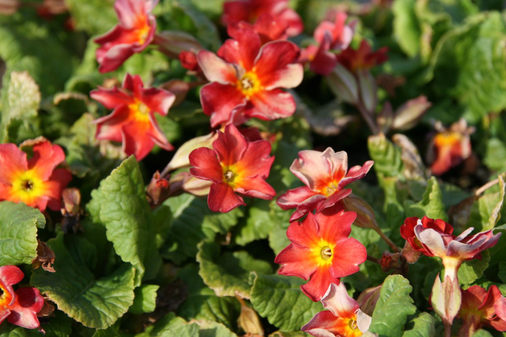 Primula x pruhoniciana 'Wanda Tomato Red'