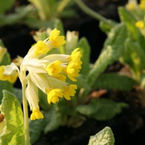 Primula veris ssp.veris