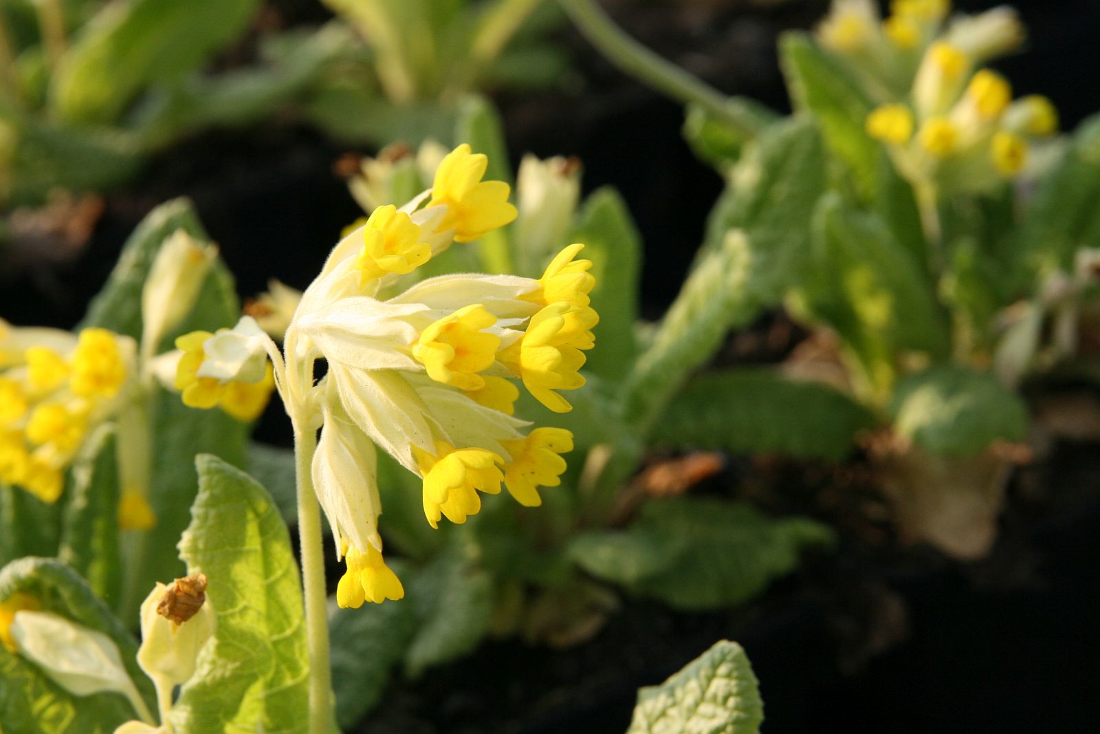 Primula veris ssp.veris