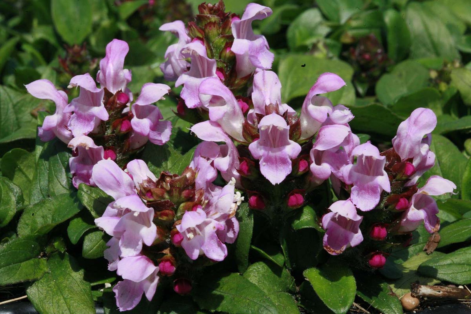 Prunella yakushimanum 'Icing Sugar'