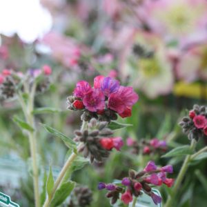 Pulmonaria longifolia 'Raspberry Splash'
