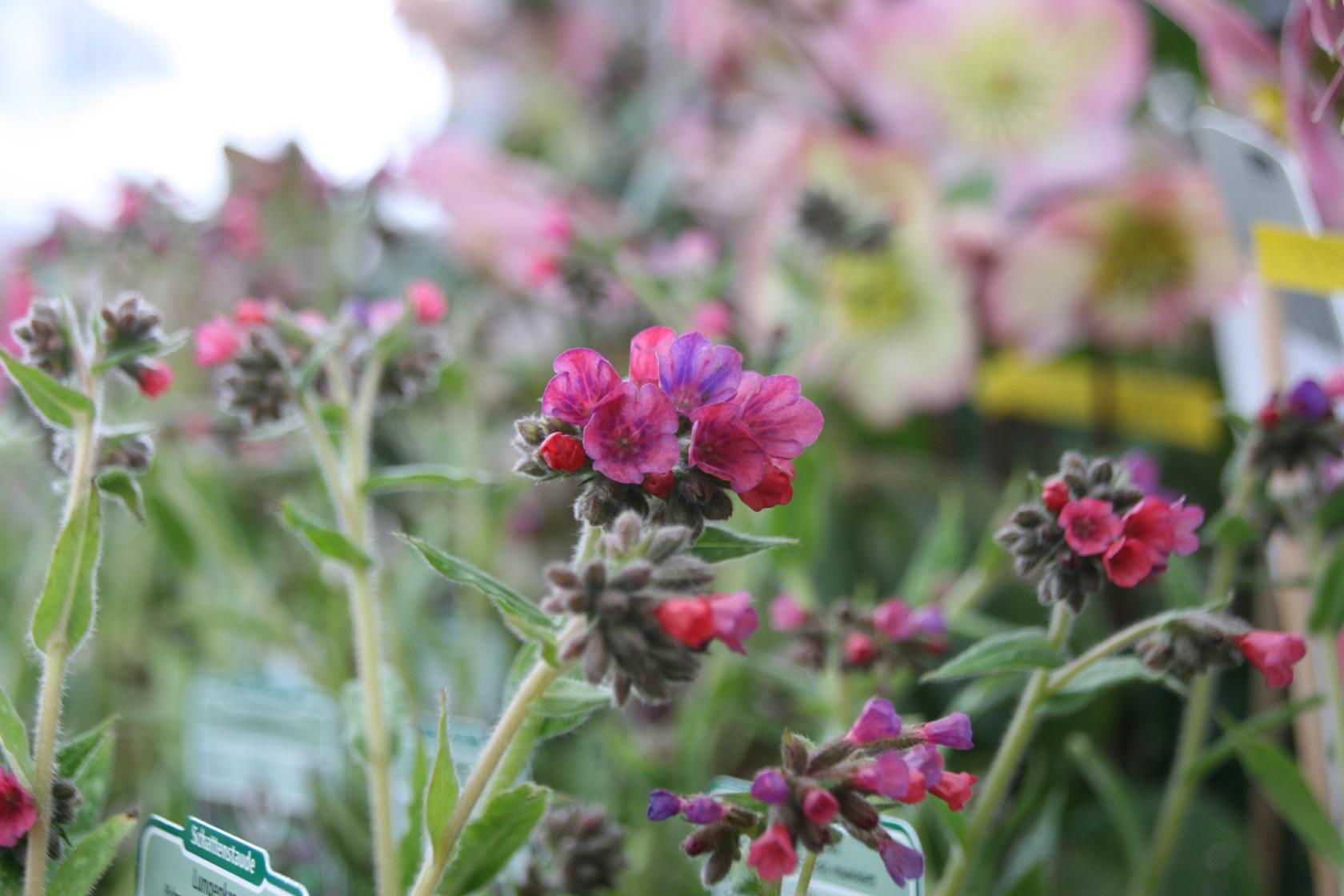 Pulmonaria longifolia 'Raspberry Splash'
