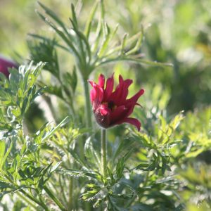 Pulsatilla vulgaris 'Rote Glocke'