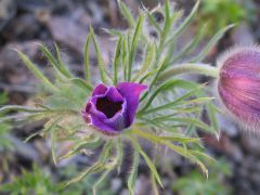 Pulsatilla  vulgaris