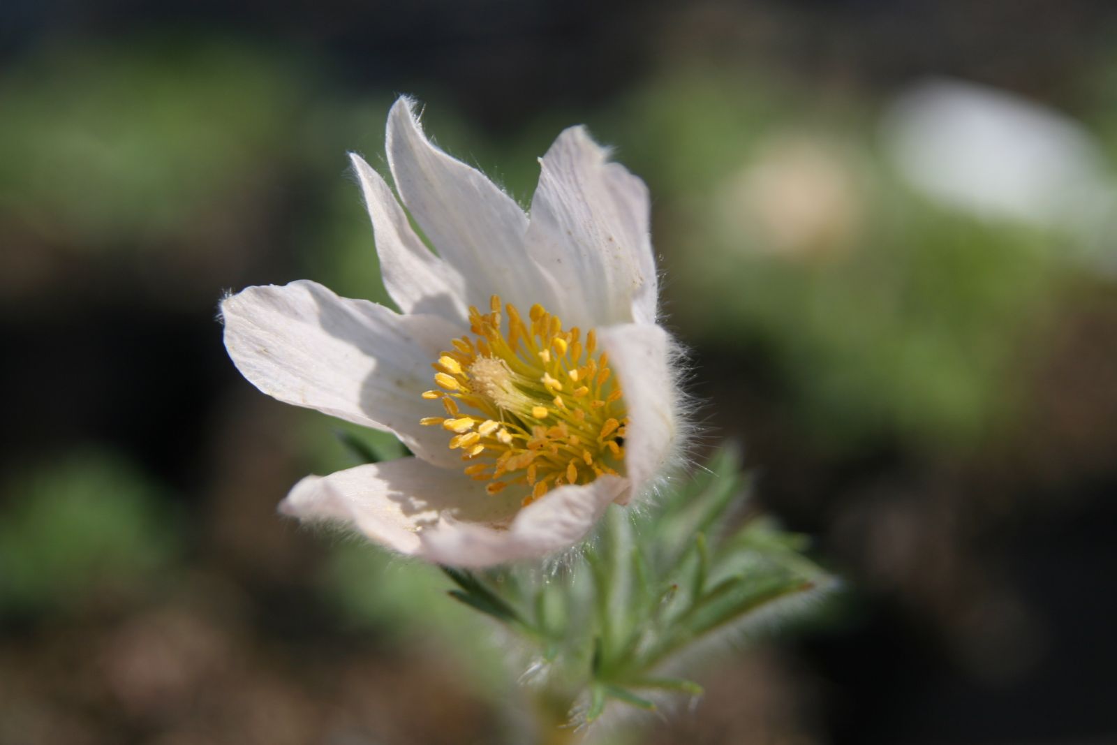 Pulsatilla vulgaris 'Alba'