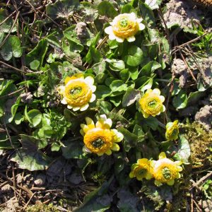 Ranunculus ficaria 'Flore Plena'  (Ficaria verna)