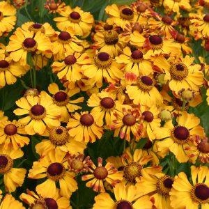 Helenium x cult. 'Rauchtopas'