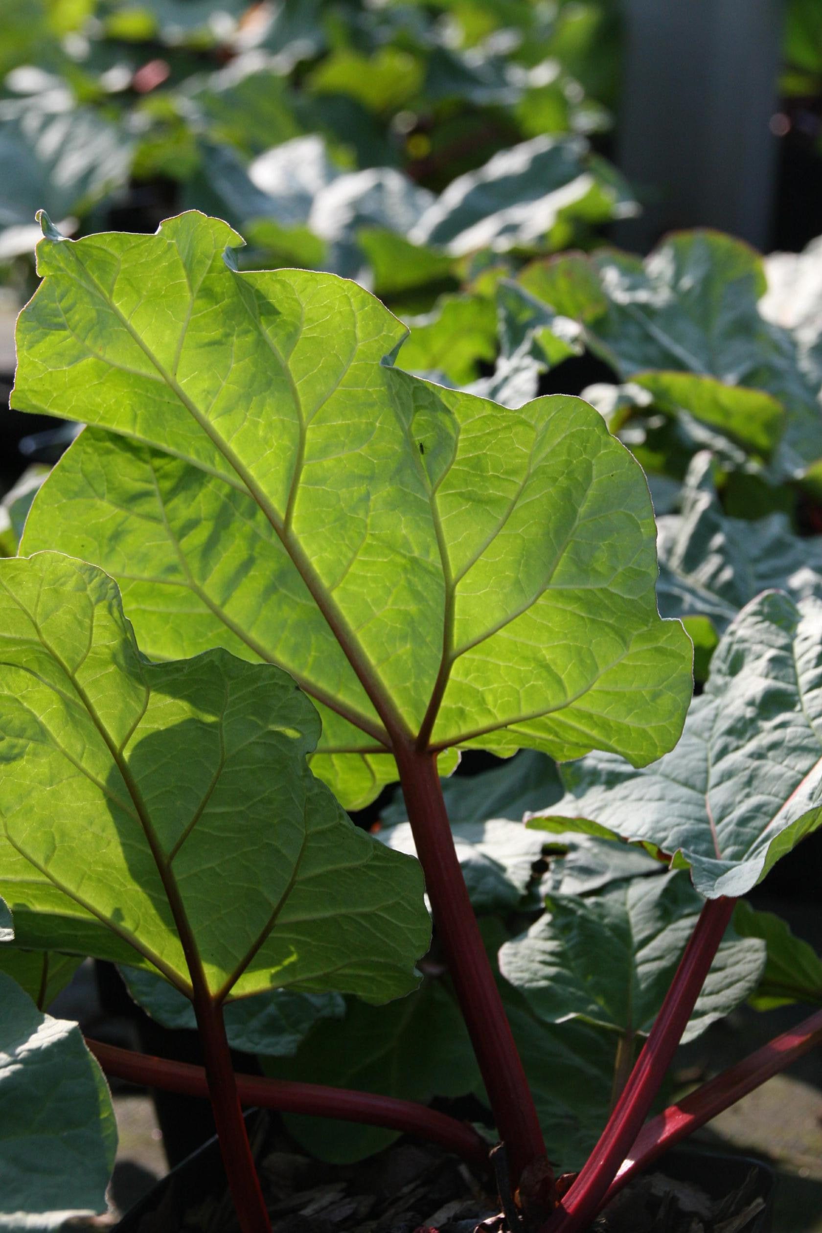 Rheum rhabarbarum