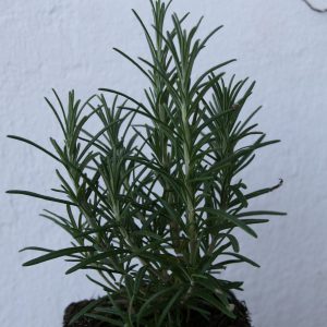 Rosmarinus officinalis 'Veitshöchheim'