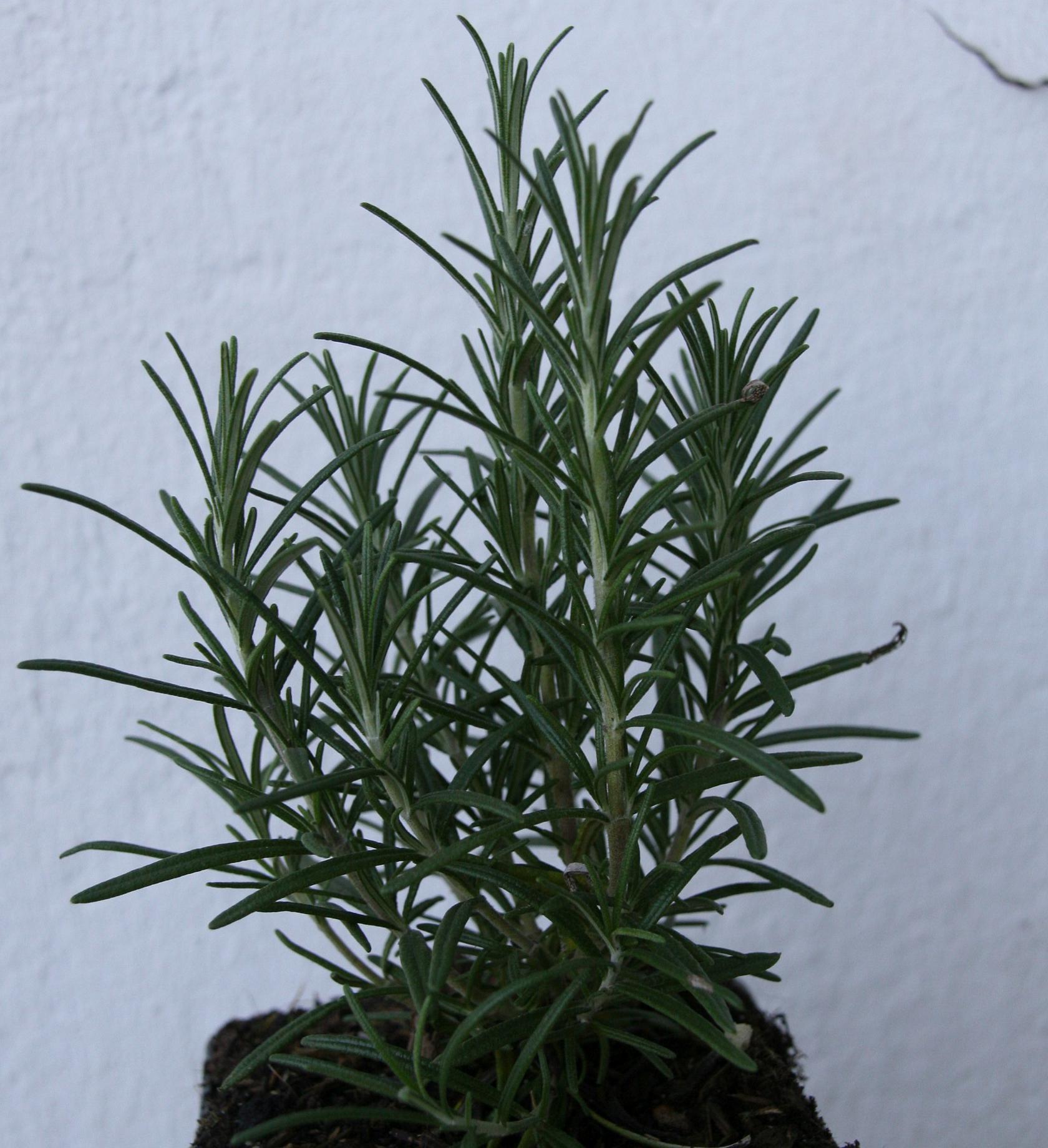 Rosmarinus officinalis 'Veitshöchheim'