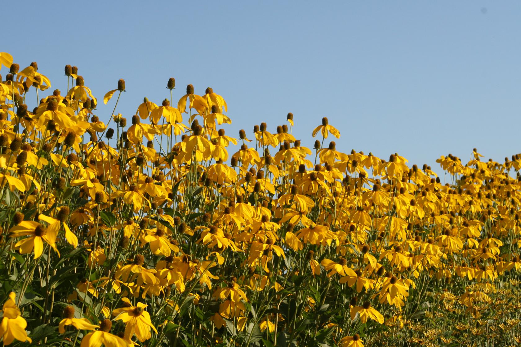 Rudbeckia nitida 'Herbstsonne'