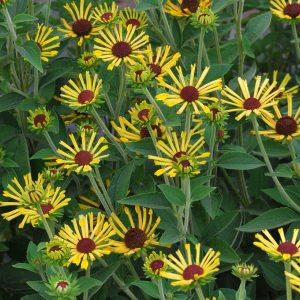 Rudbeckia subtomentosa 'Little Henry' (S)