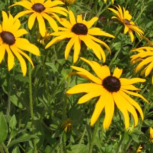 Rudbeckia fulgida var.deamii