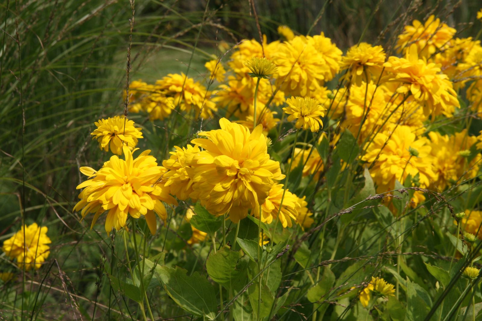 Rudbeckia laciniata 'Goldquelle'