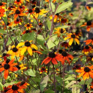 Rudbeckia triloba 'Prairie Glow'