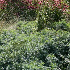 Ruta graveolens 'Jackman's Blue'