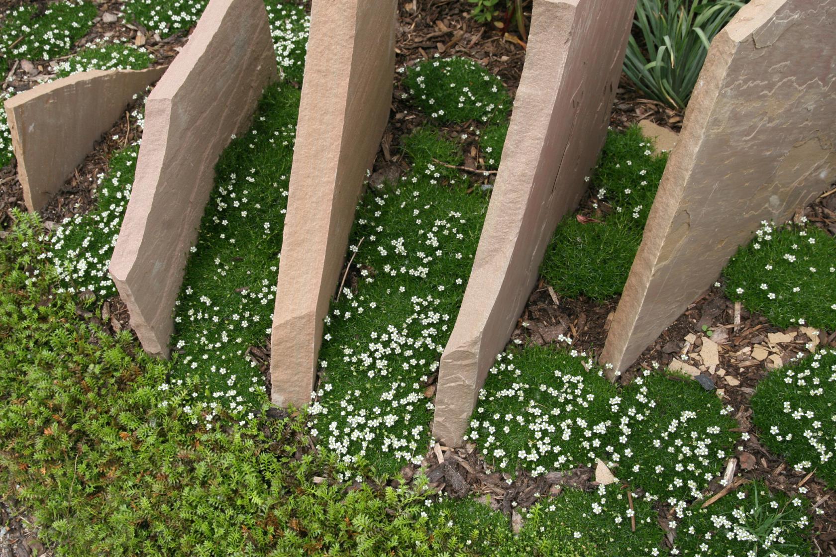 Sagina subulata - veg.