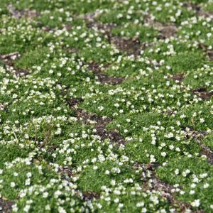 Sagina subulata 'Rucus'