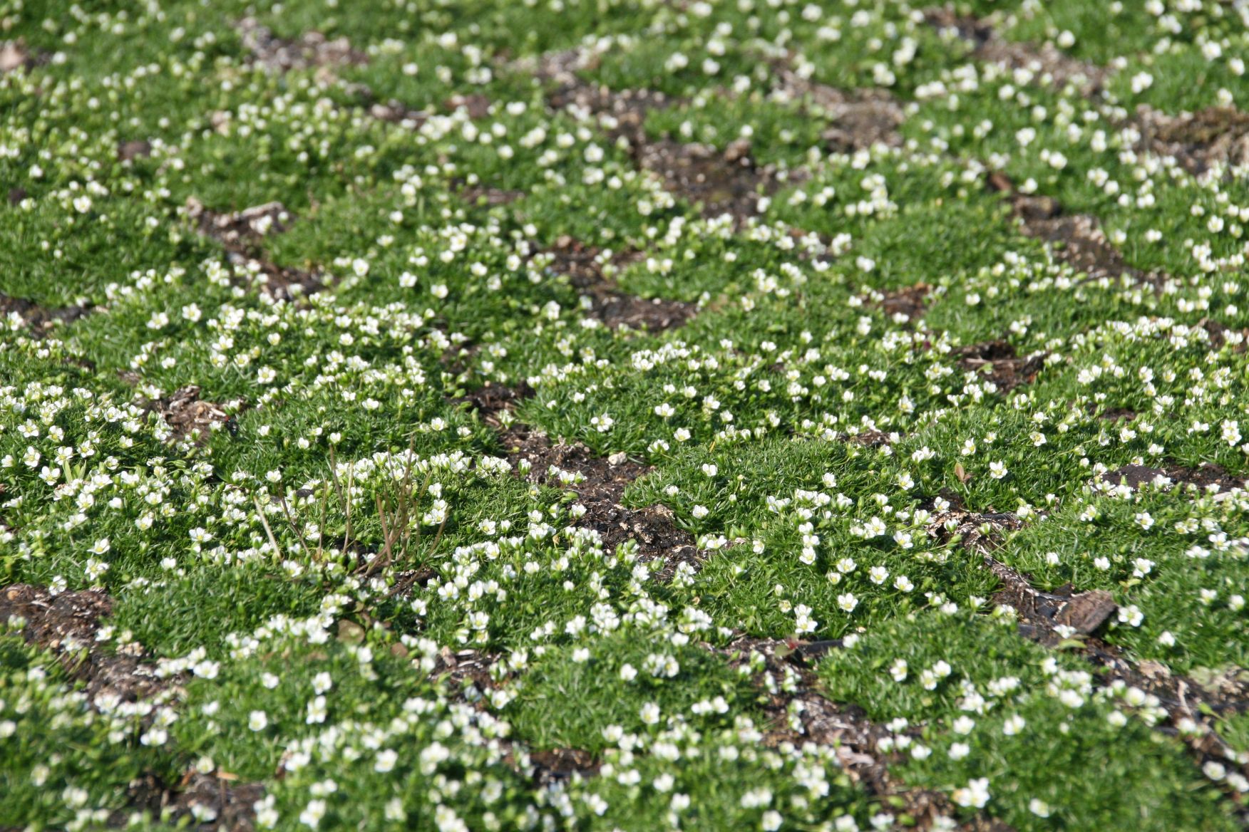 Sagina subulata 'Rucus'