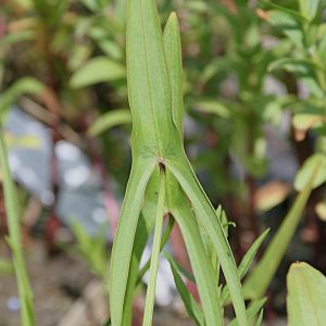 Sagittaria sagittifolia