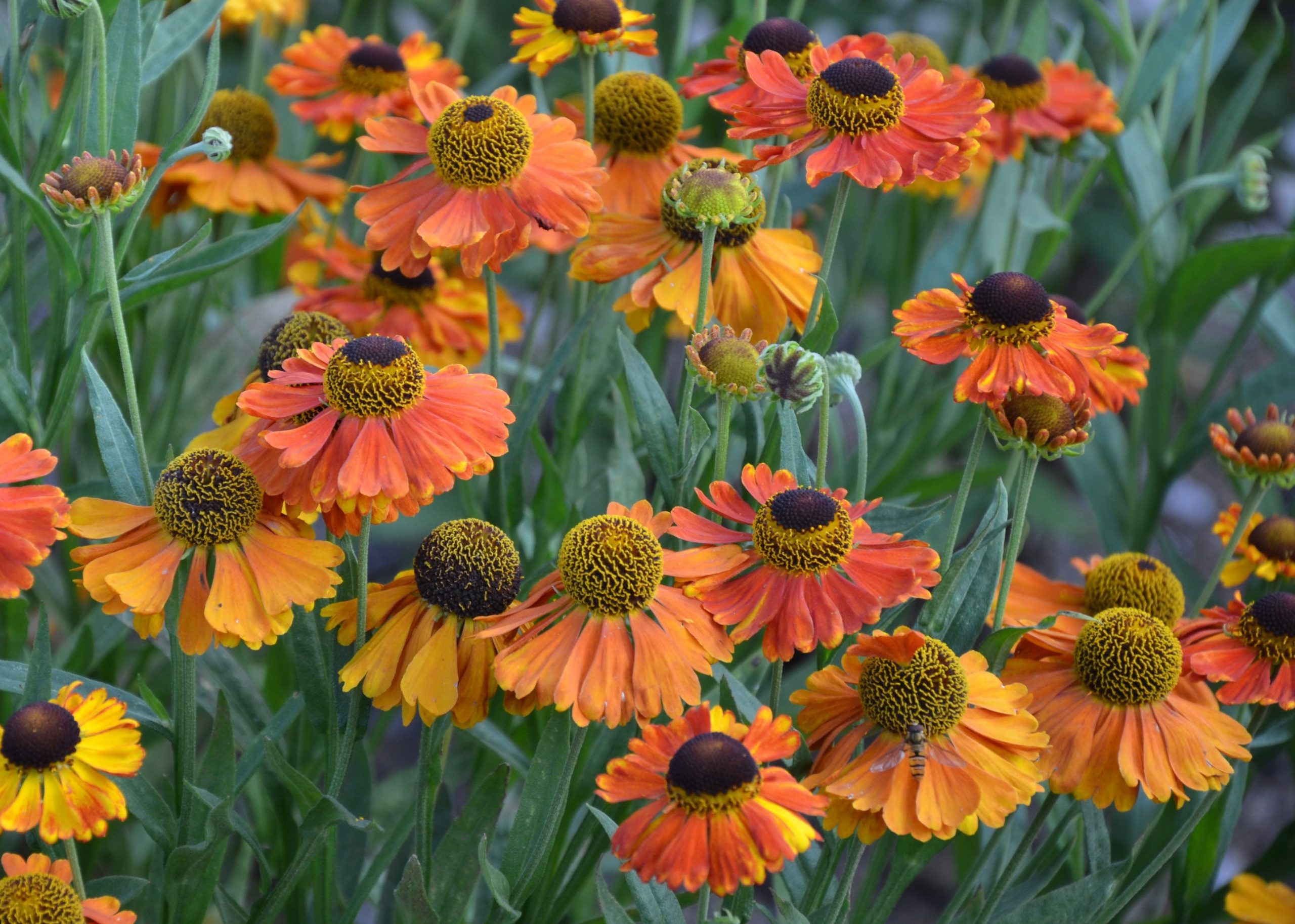 Helenium x cult. 'Sahin's Early Flowerer'