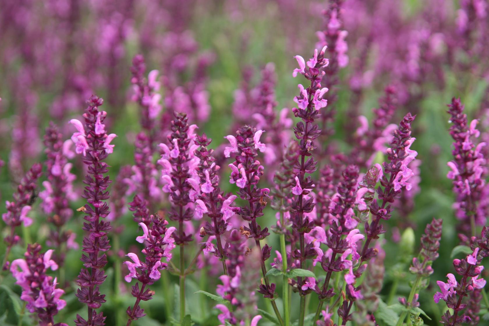 Salvia nemorosa 'Katsjing'